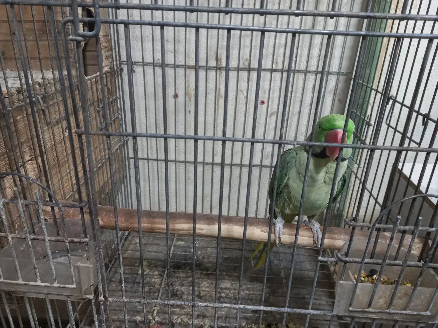 شاه طوطی مولد روی تخم|پرنده|هشتگرد, مدرس|دیوار