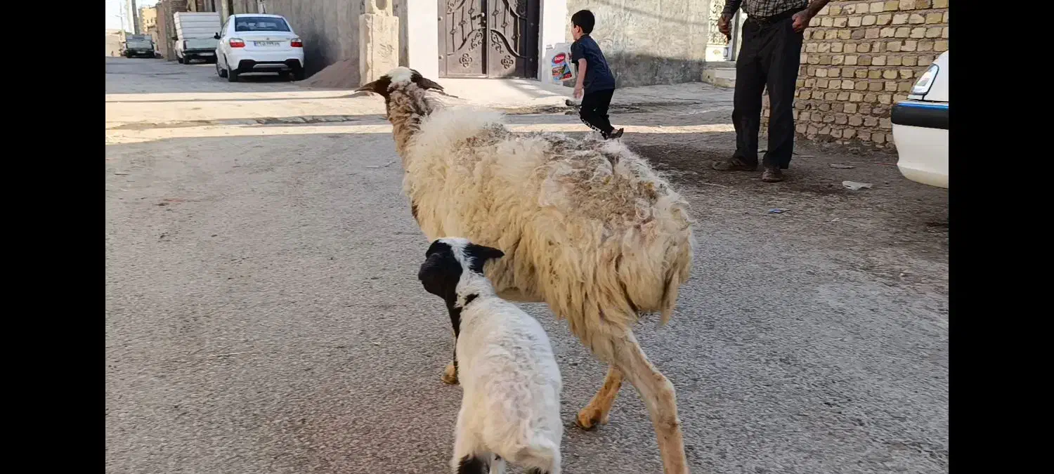 میش بره دار ،کوهستانی|حیوانات مزرعه|قزوین, |دیوار