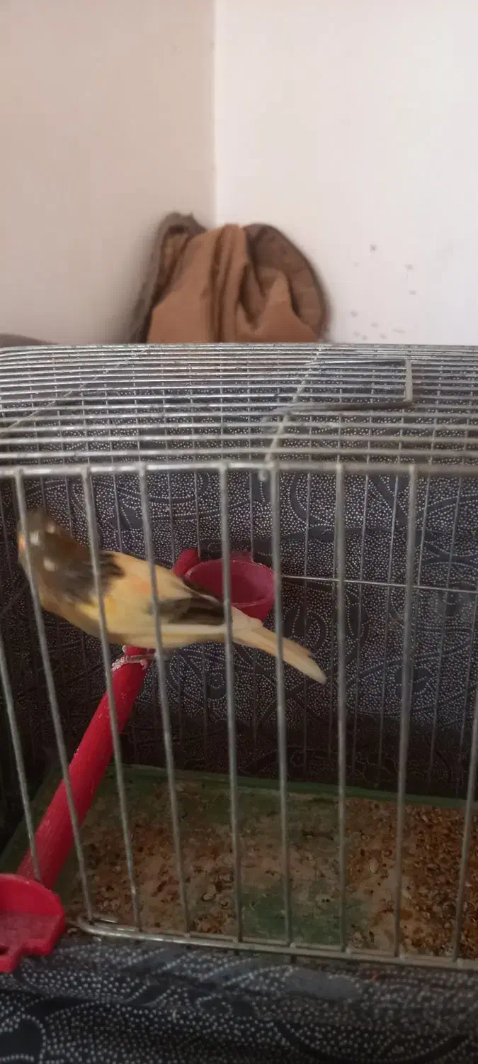 یک جفت قناری|پرنده|کاشان, قطب راوندی|دیوار