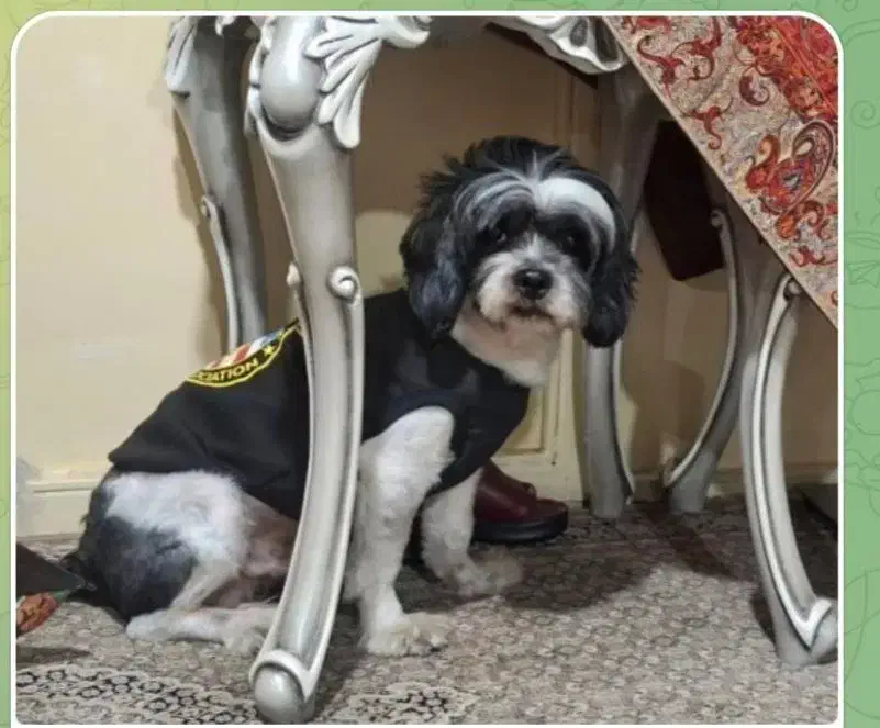 سگ گمشده|سگ|کتالم و سادات شهر, |دیوار