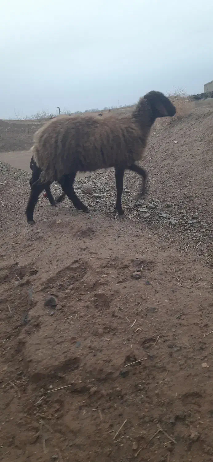 میش و بره|حیوانات مزرعه|سده (خراسان جنوبی), |دیوار