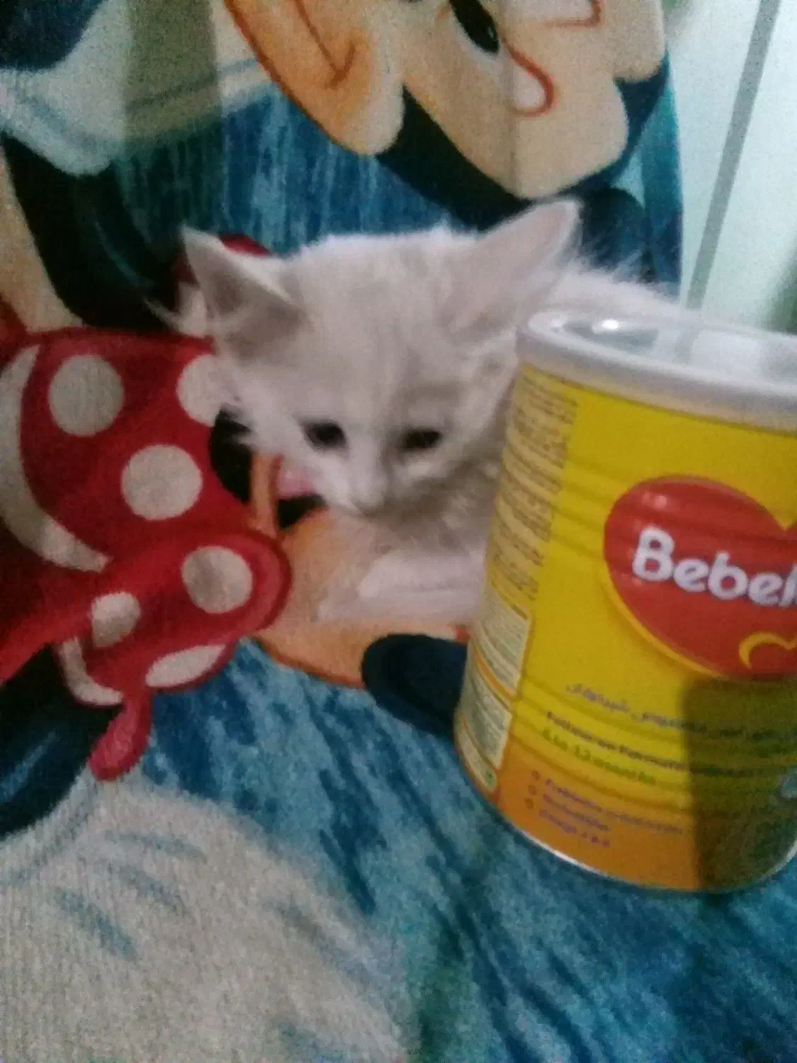 گربه دوماهه بریتیش|گربه|خوی, |دیوار