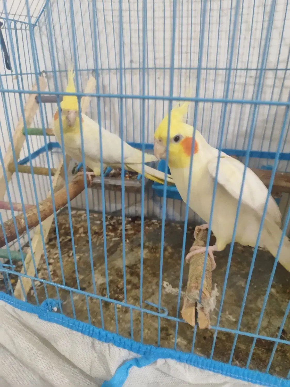 عروس هلندی لوتینیو|پرنده|سوسنگرد, |دیوار