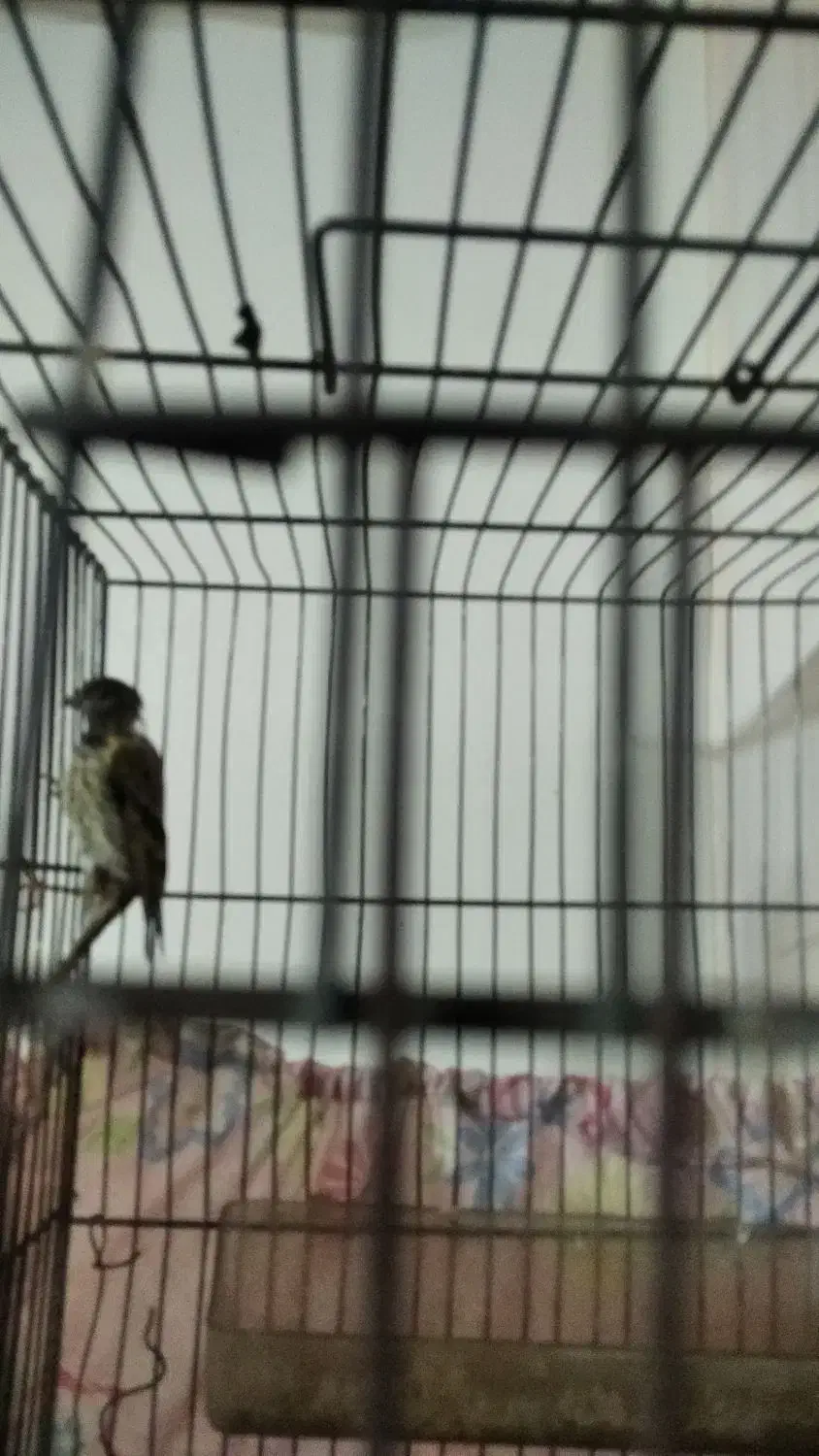 کلبسر|پرنده|شهر ری, دولت‌آباد|دیوار