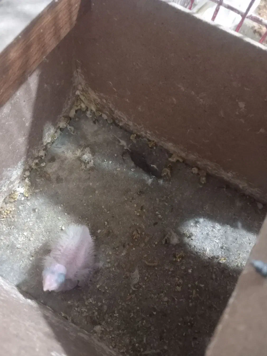 جفت عروس باجوجه|پرنده|مشهد, خواجه ربیع|دیوار