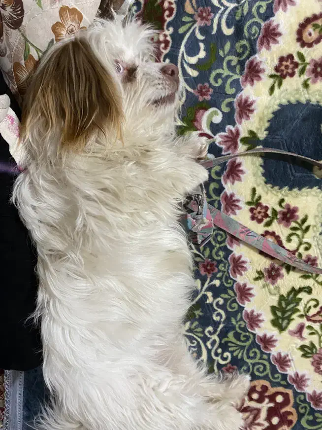 سگ باهوش|سگ|یاسوج, |دیوار