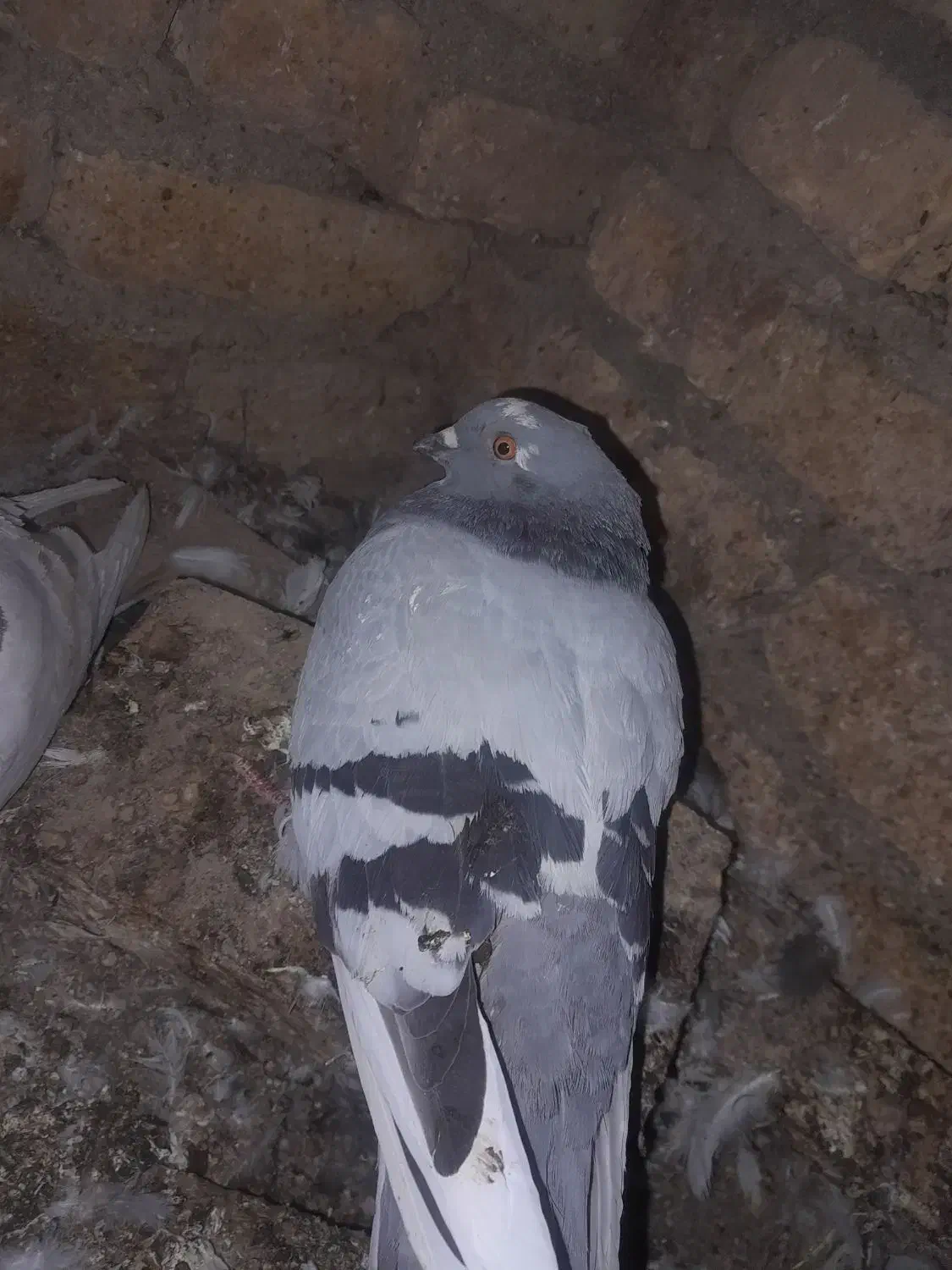 فروش ۷تا کفتر بالغ|پرنده|تفت, |دیوار