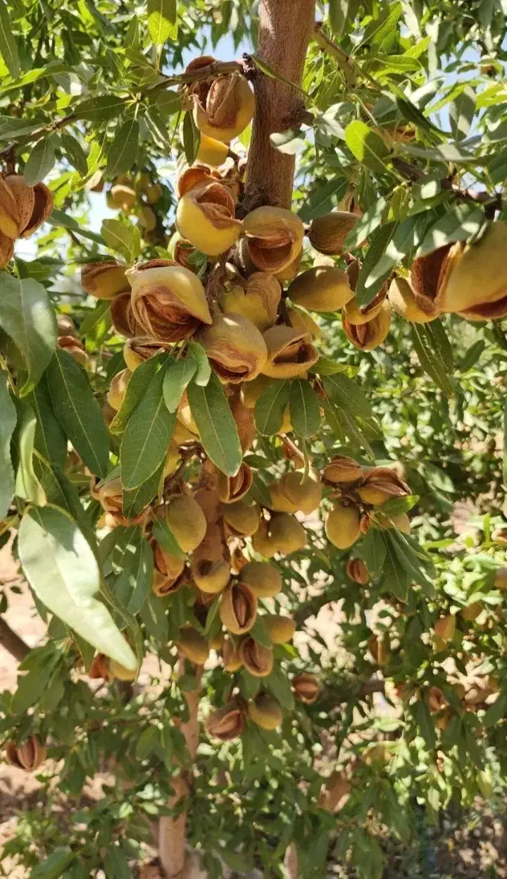 انواع نهال لیبلدار خشکبار|خدمات باغبانی و درختکاری|ساوه, |دیوار