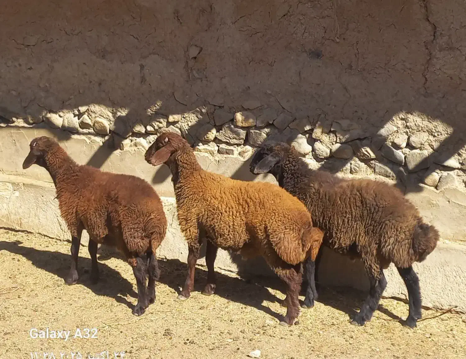 بره نر و ماده پروار۲۰تا60کیلو|حیوانات مزرعه|سمنان, |دیوار