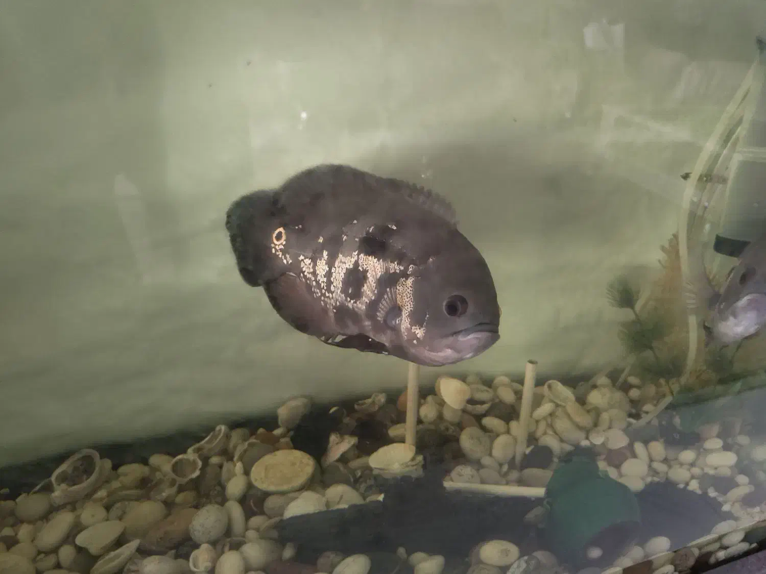 اسکار|ماهی|همدان, |دیوار