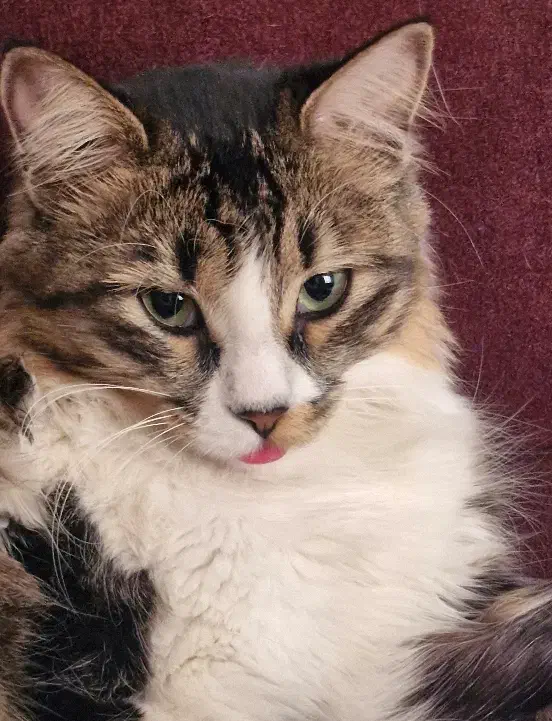 واگذاری گربه|گربه|زنجان, |دیوار