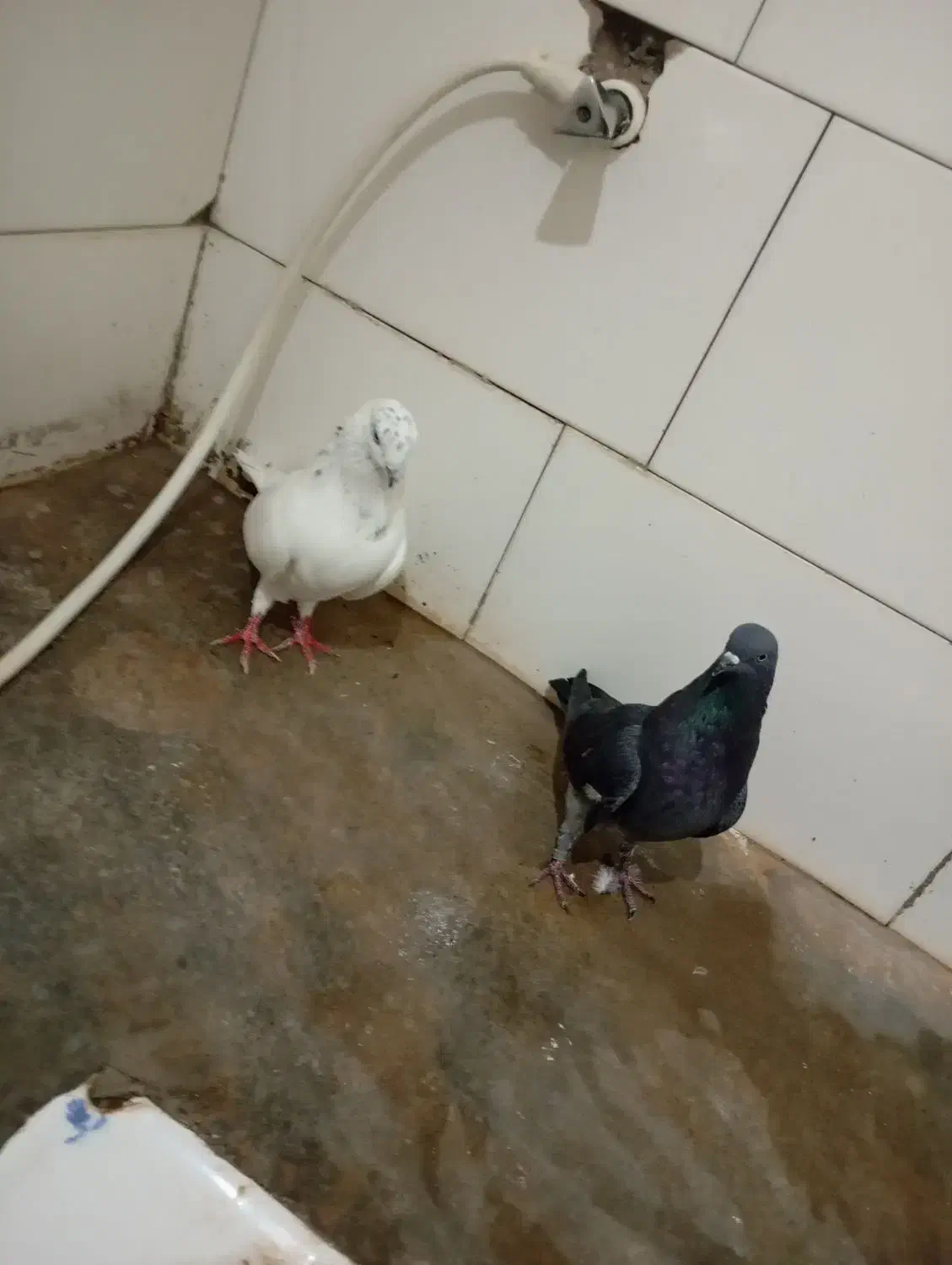 کاشانی نرو ماده|پرنده|مسجد سلیمان, |دیوار