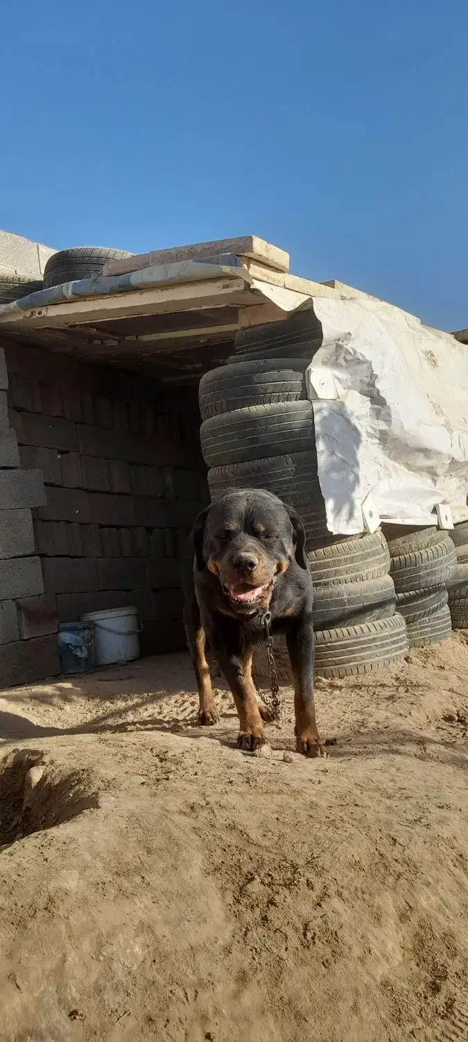 سگ روتوایلر ماده با خط خونی بالا|سگ|نیشابور, دهنو لکزی|دیوار