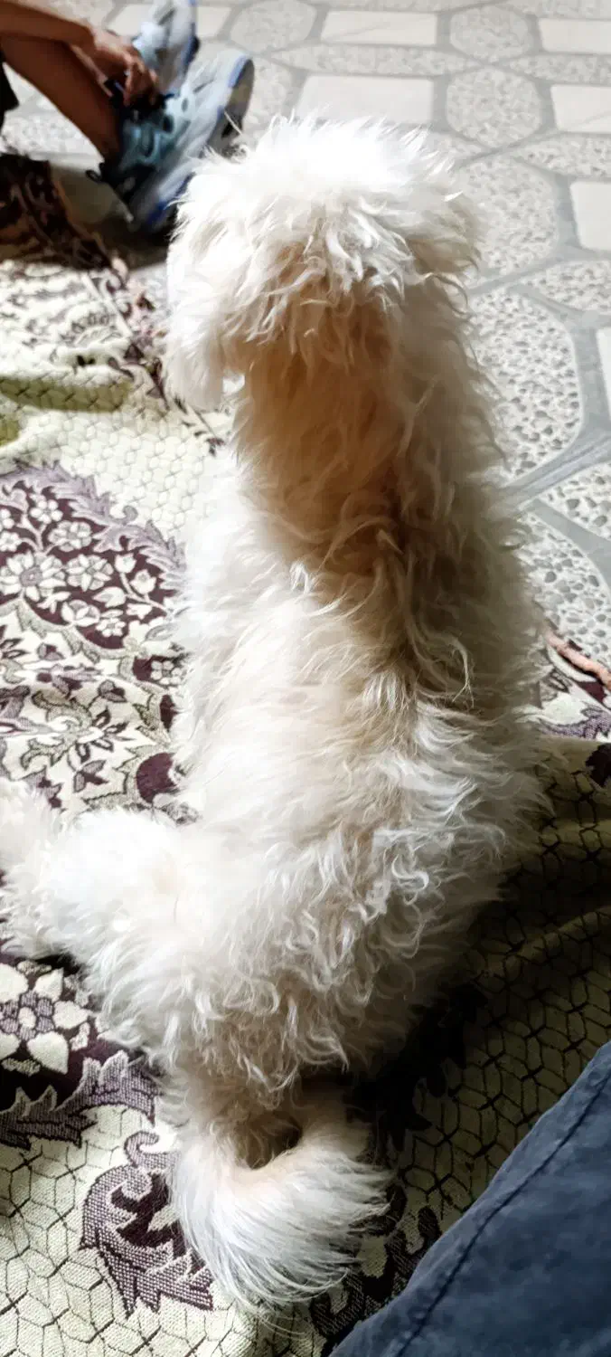 سگ خانگی|سگ|گله دار, |دیوار