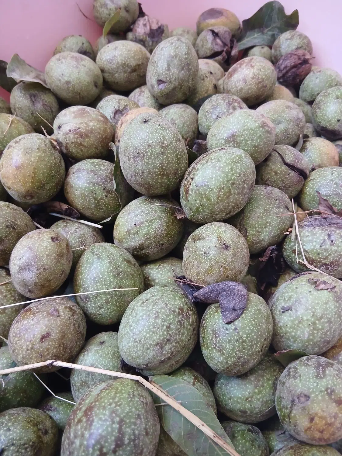 گردو|خوردنی و آشامیدنی|ملکشاهی, |دیوار