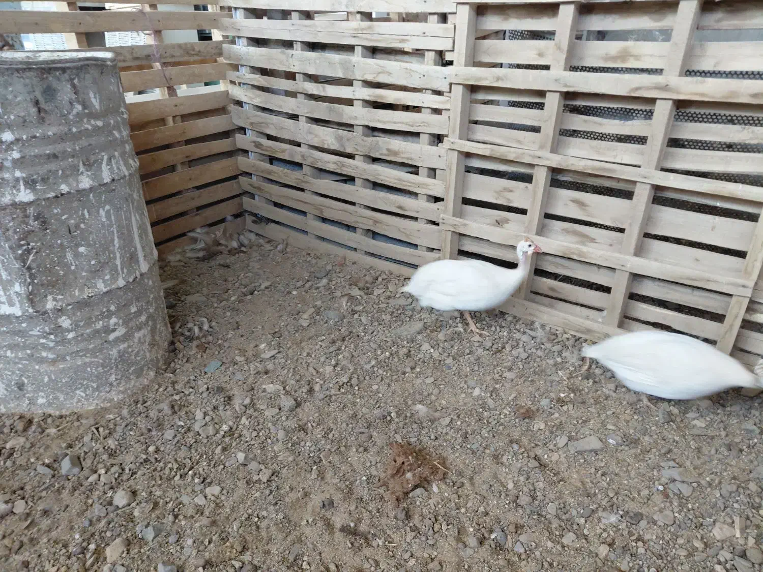 مرغ شاخدار|حیوانات مزرعه|کشکوئیه, |دیوار