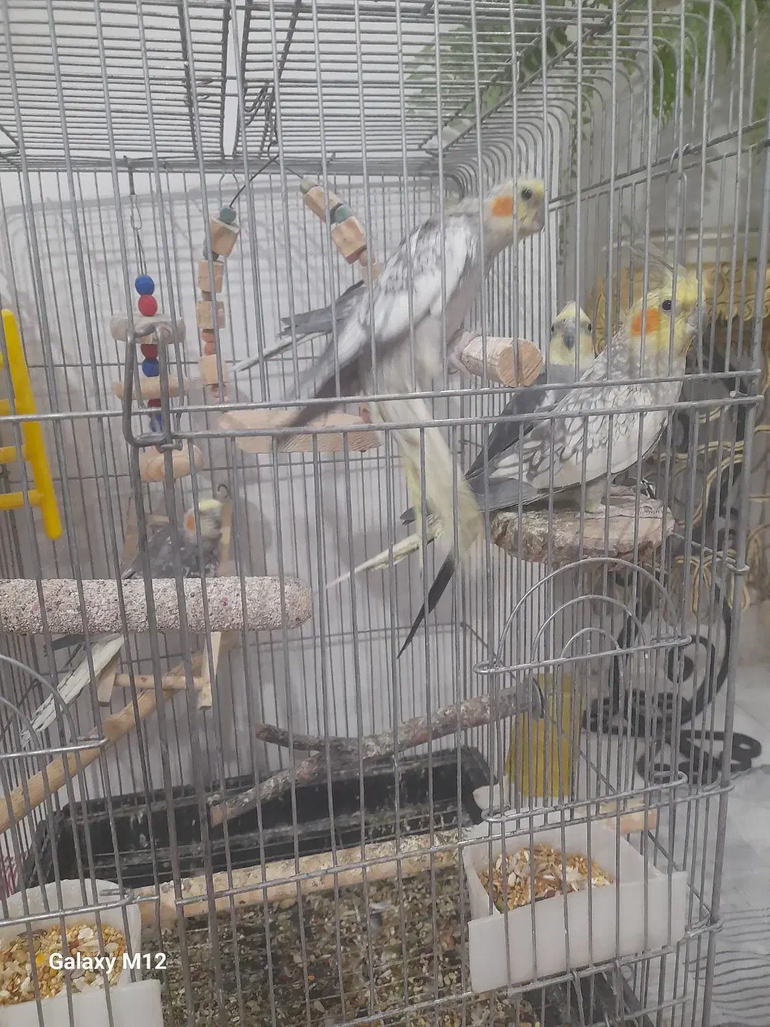 عروس هلندی|پرنده|محمدشهر, کوی بهار|دیوار