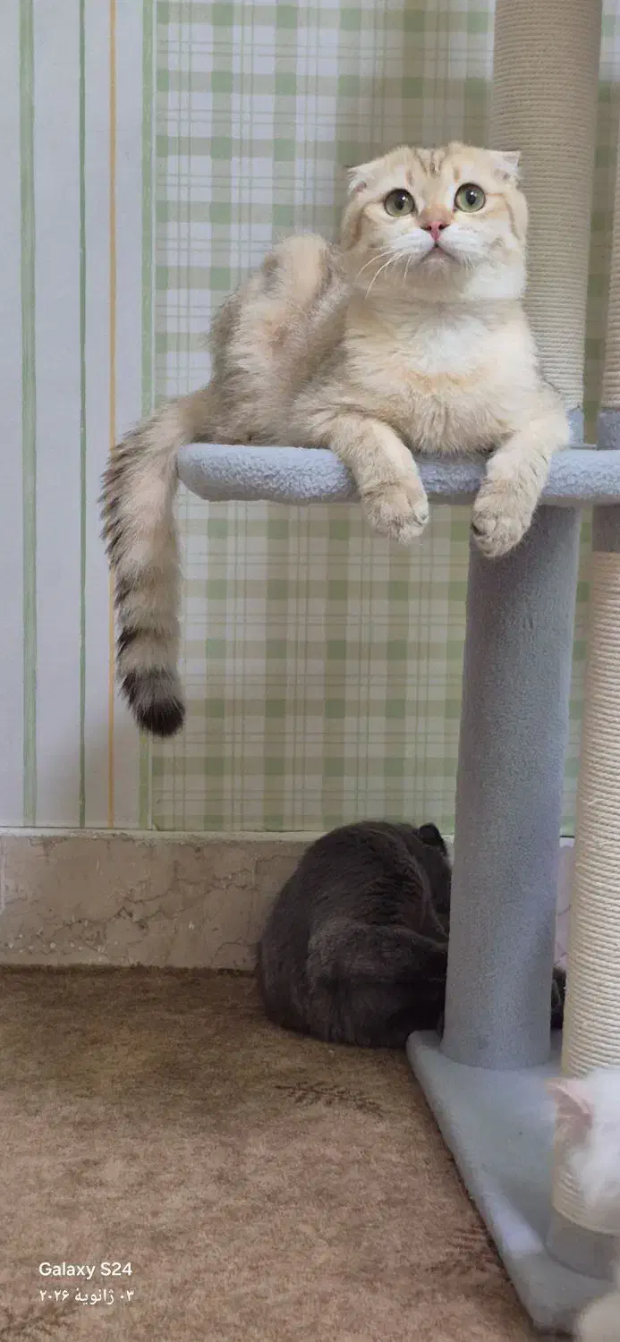 گربه اسکاتیش|گربه|اصفهان, شهریار|دیوار