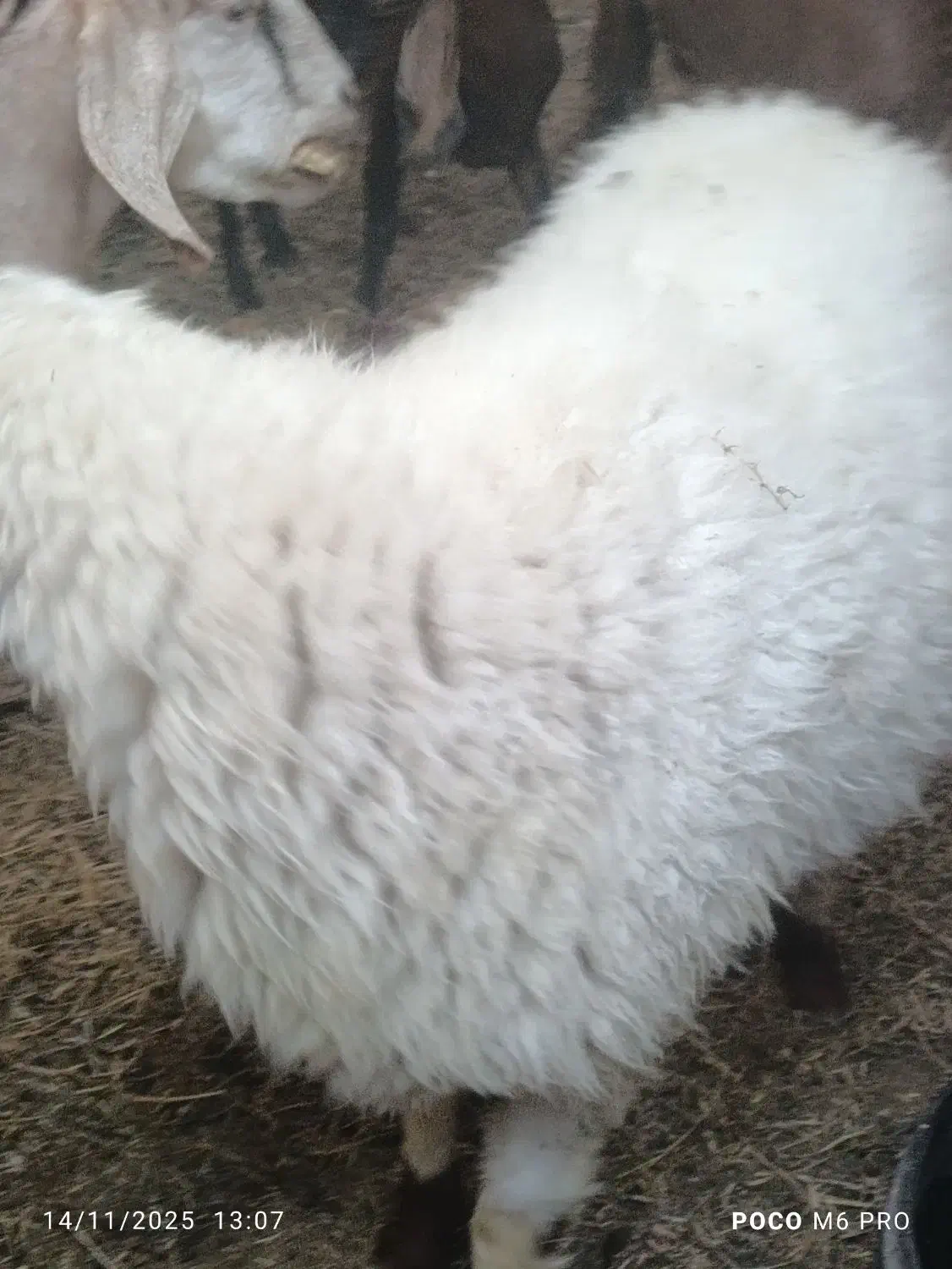 بز تروشت بایک پلات|حیوانات مزرعه|ایرانشهر, |دیوار