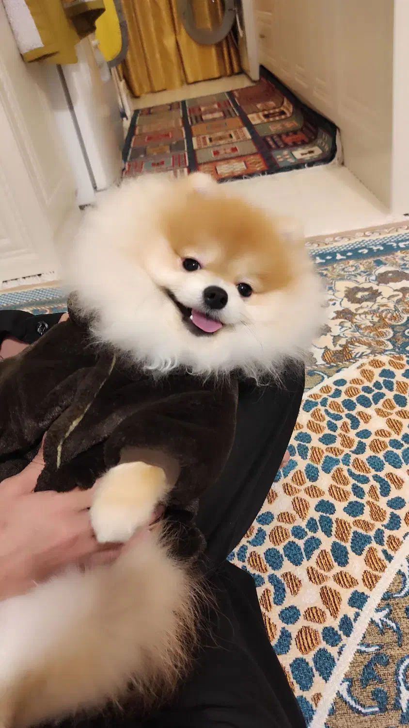 سگ پامرانین|سگ|اندیشه, شهرک مریم|دیوار