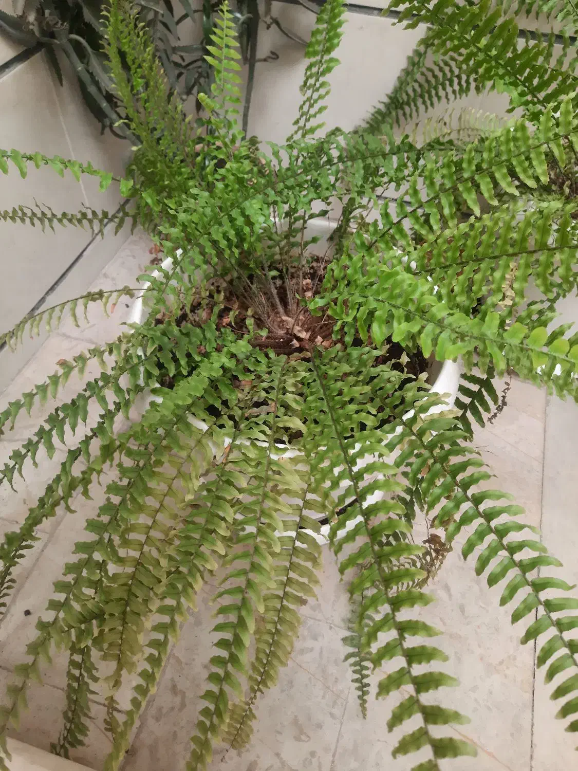 گل و گلدون با رشد عا لی|گل و گیاه طبیعی|قزوین, |دیوار