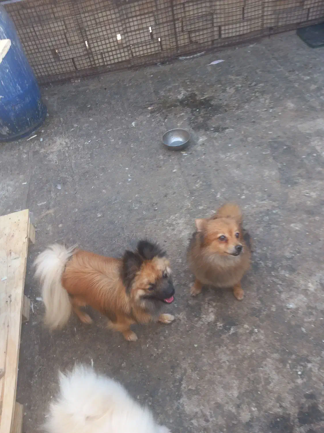 گمشده،مژدگانی خوبی میدم|حیوانات|محمدشهر, محمدشهر|دیوار