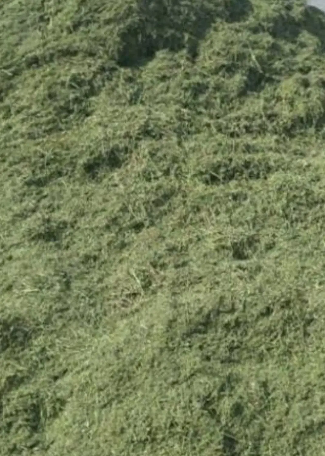 یونجه خورد شده درجه یک و عالی|لوازم جانبی حیوانات|خانمیرزا, |دیوار