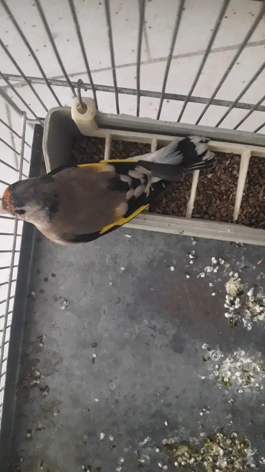 سهره ماده سیاه سر|پرنده|پردیس, فاز ۹|دیوار