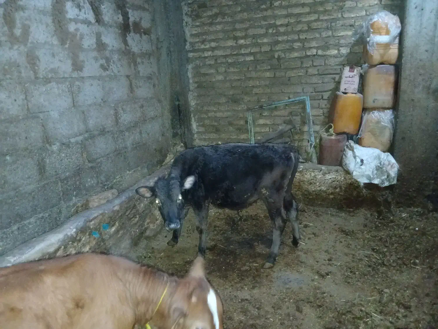 یک راس گوساله نر|حیوانات مزرعه|اهر, |دیوار