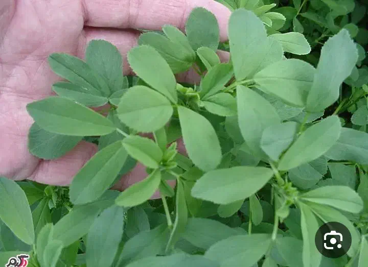 یونجه|گل و گیاه طبیعی|آشخانه, |دیوار