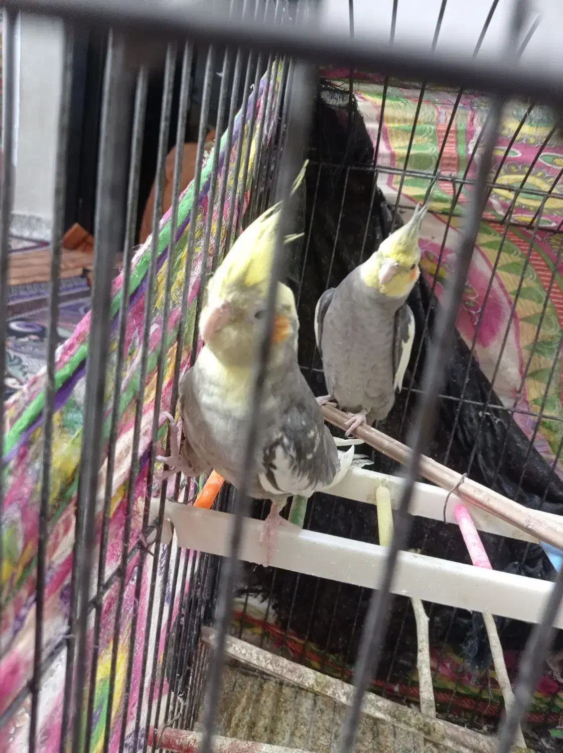 یک جفت عروس هلندی عتیقه|پرنده|ایرانشهر, |دیوار