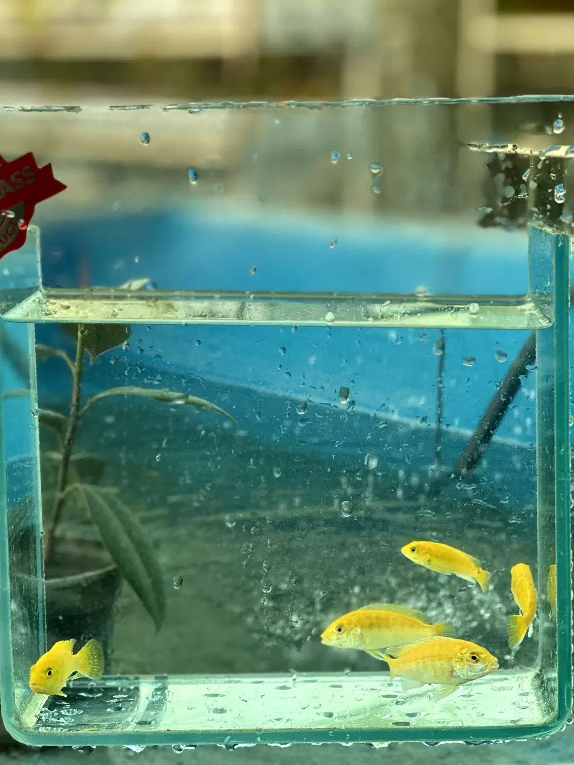 ماهی سیچلاید آفریقایی|ماهی|تهران, جوادیه تهرانپارس|دیوار