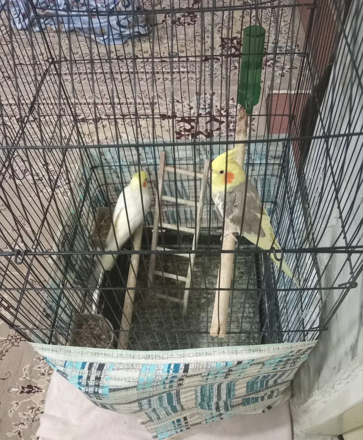 عروس هلندی|پرنده|قم, قلعه عموحسین|دیوار