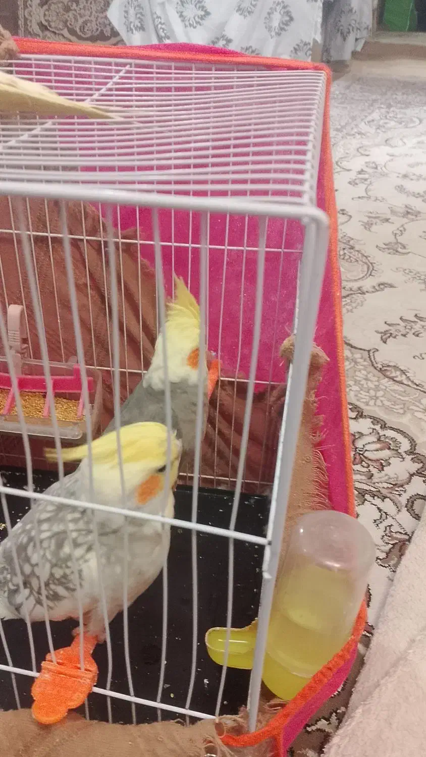 عروس هلندی|پرنده|مشهد, شهید قربانی|دیوار