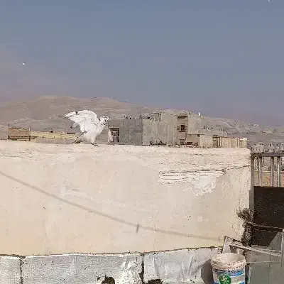 کبوتر شمرونی کله برنجی|پرنده|بومهن, |دیوار