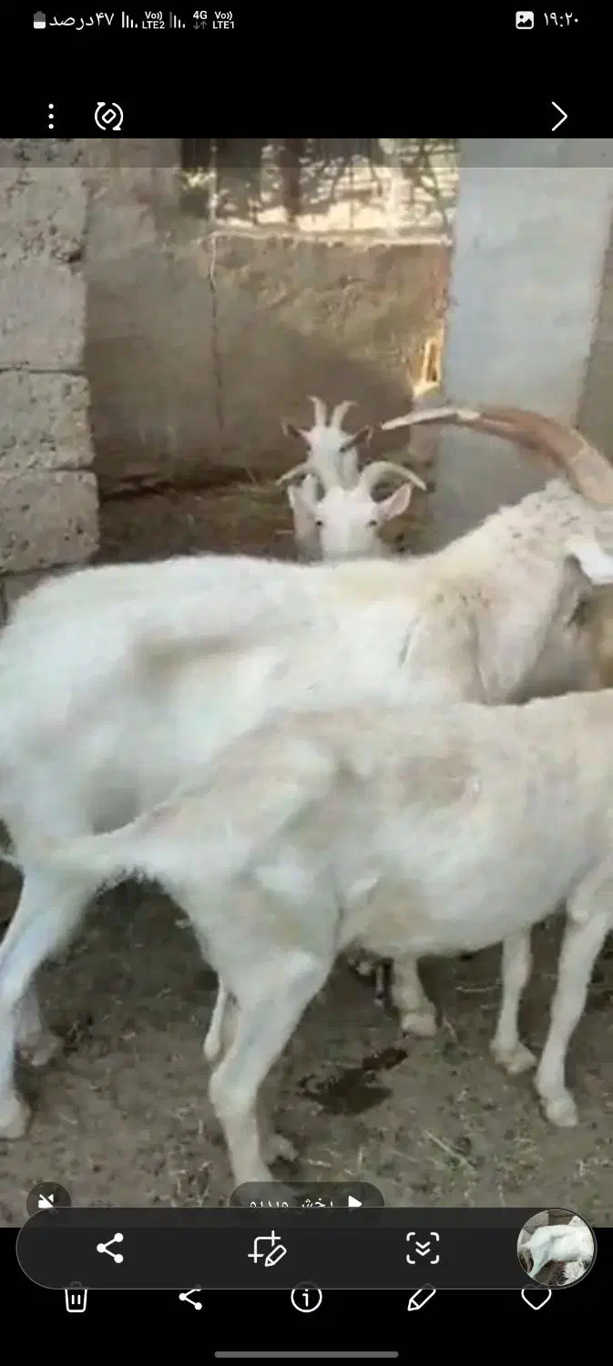 بزغاله|حیوانات مزرعه|زهک, |دیوار