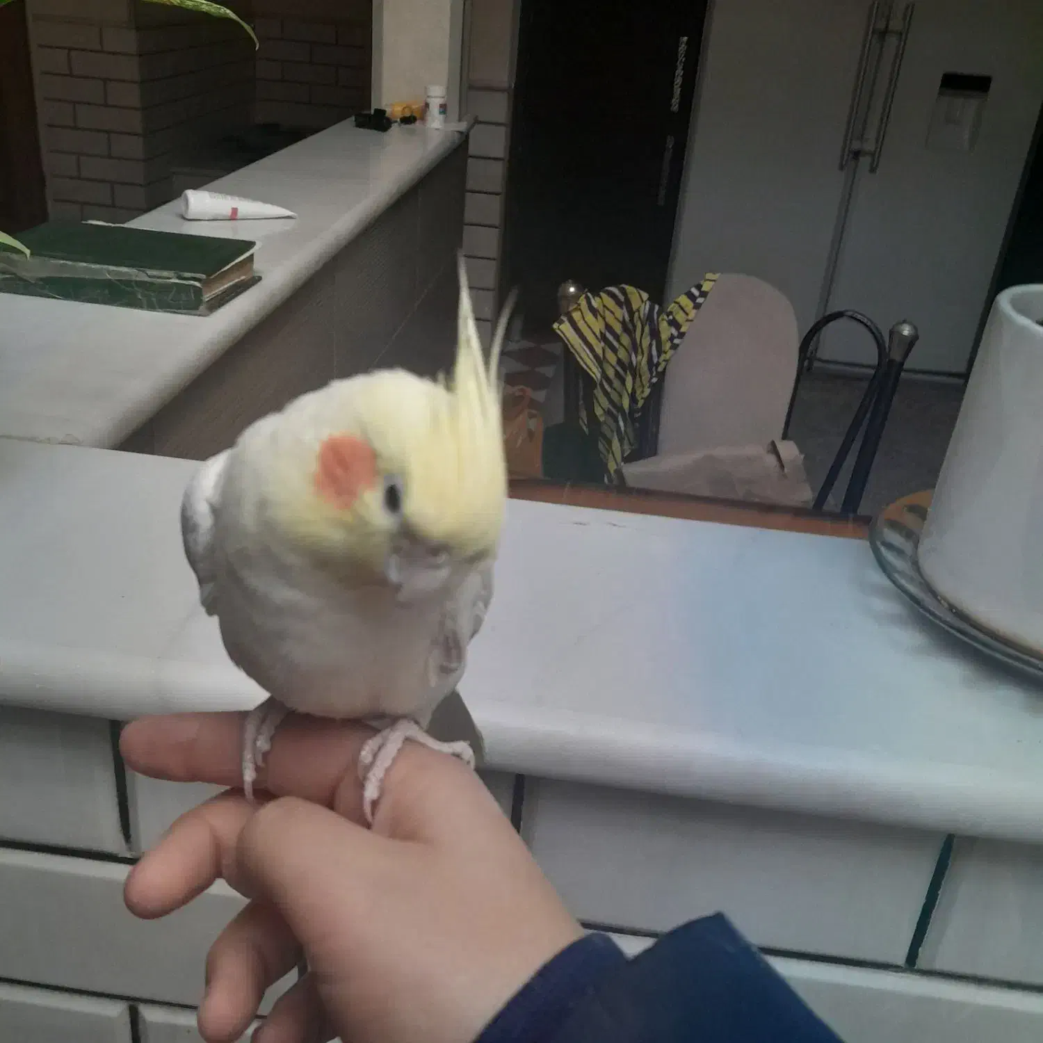 عروس هلندی|پرنده|قم, انصار‌الحسین|دیوار