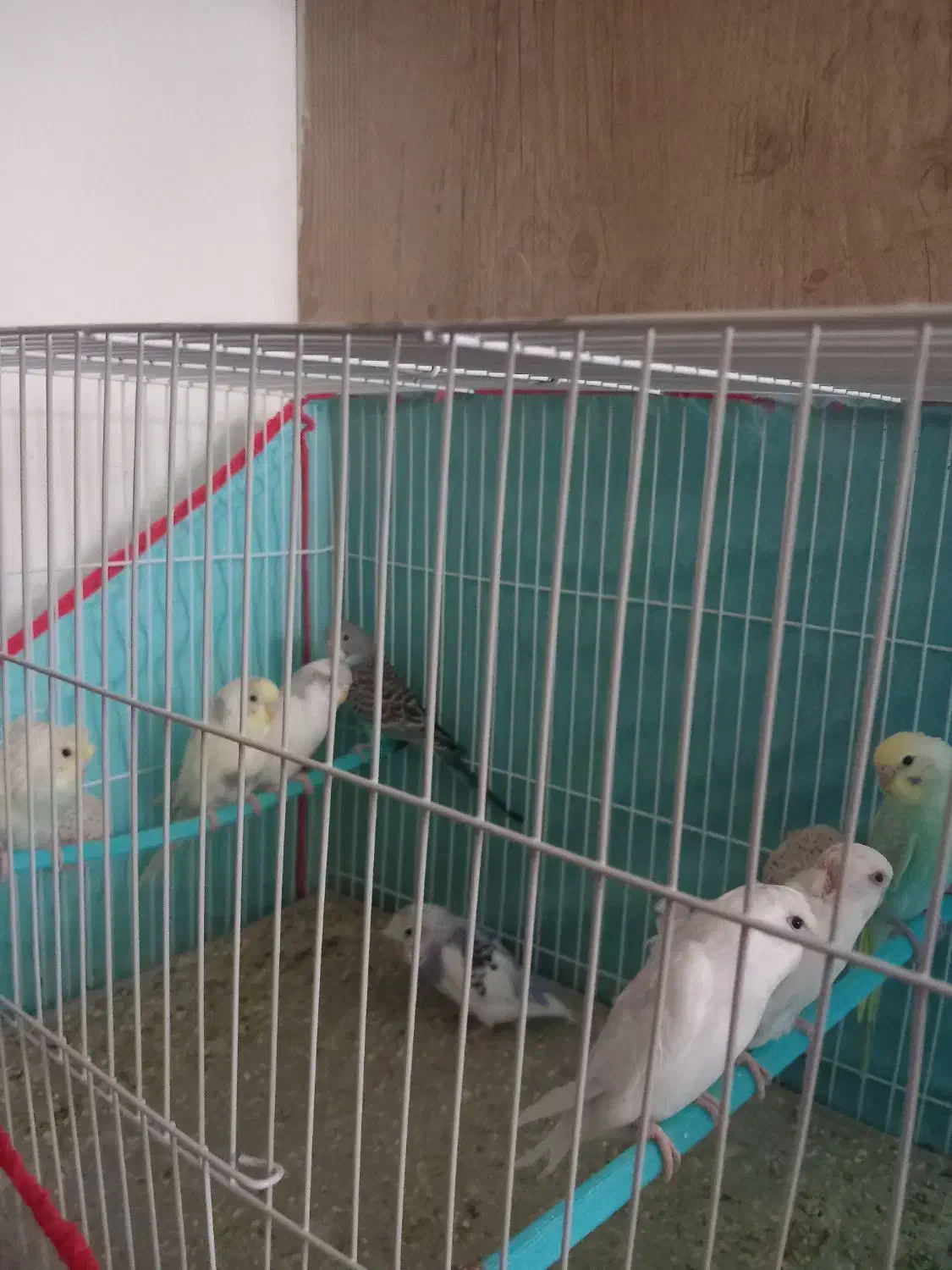 مرغ عشق|پرنده|بردسکن, |دیوار