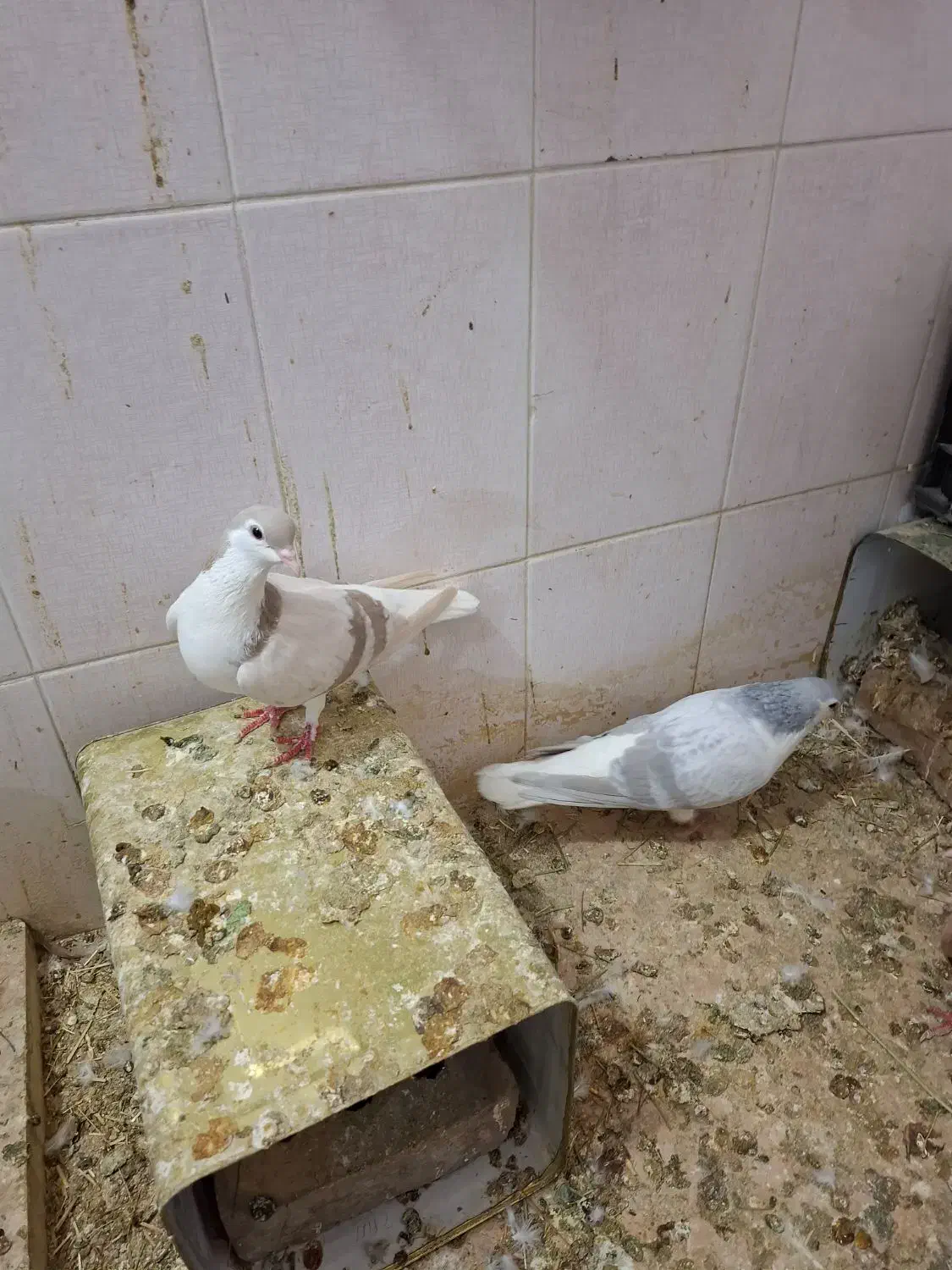 کبوتر|پرنده|نیشابور, منظر|دیوار