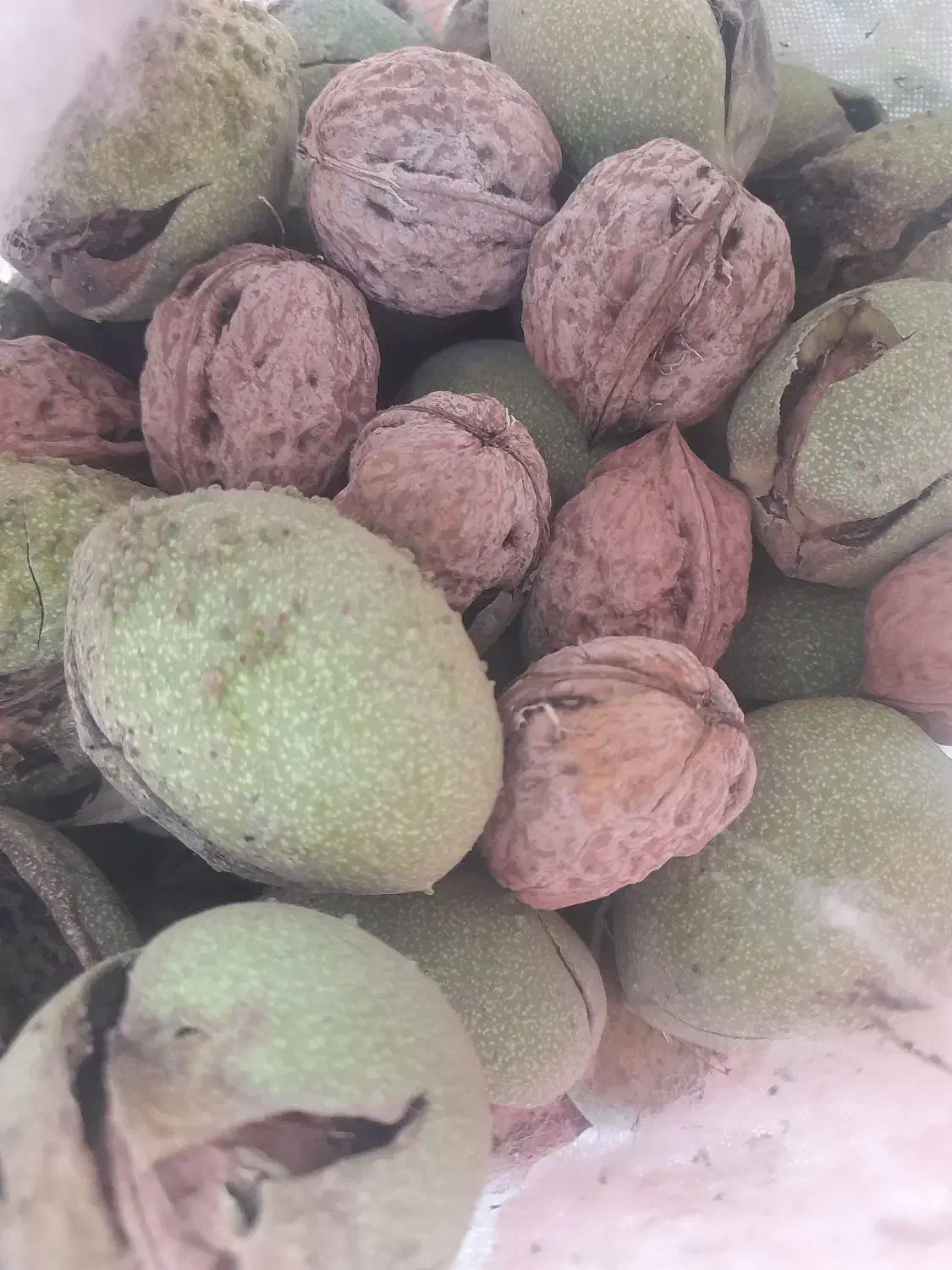 گردو|خوردنی و آشامیدنی|تویسرکان, |دیوار