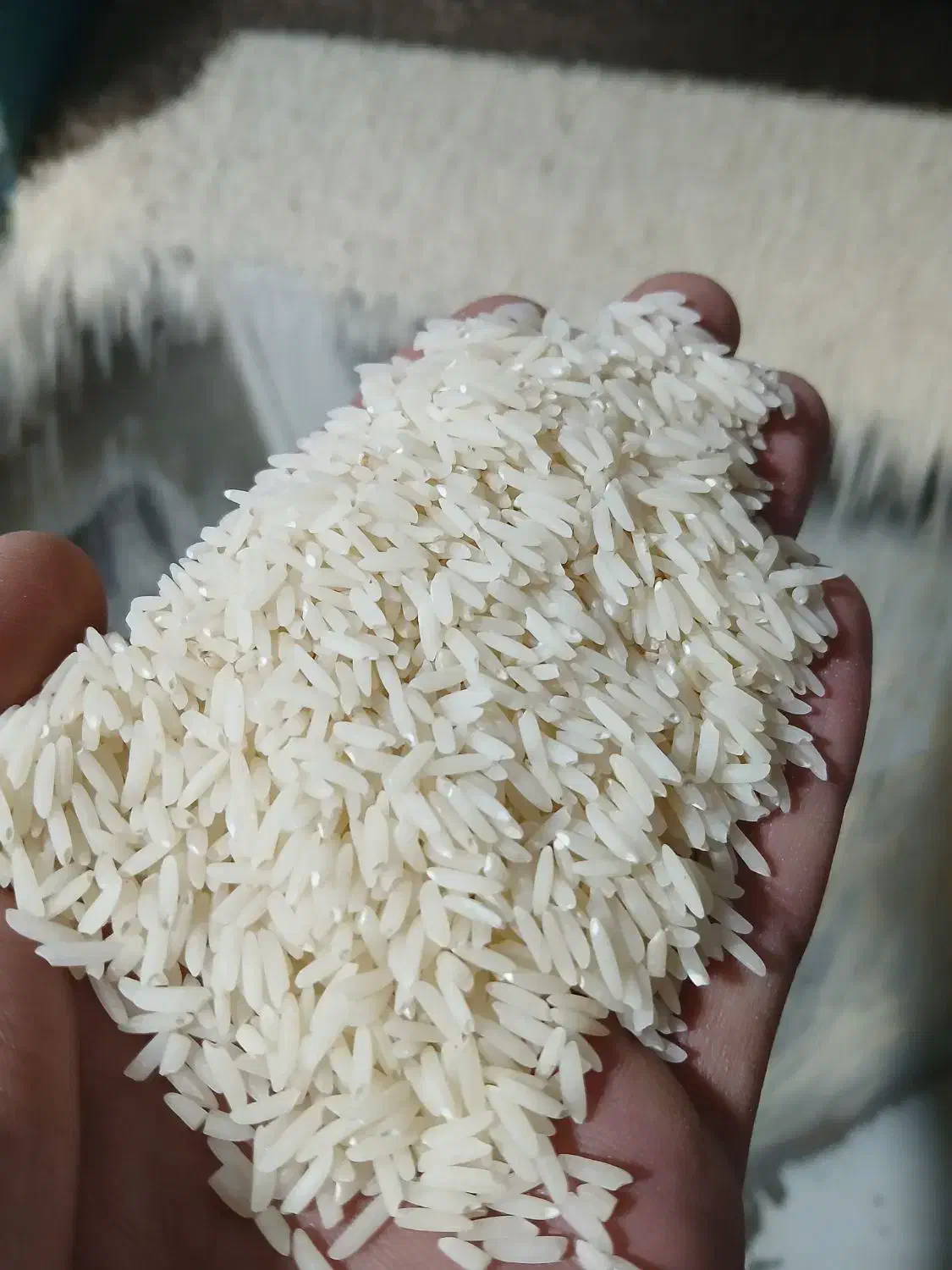 برنج کشت ۲|خوردنی و آشامیدنی|دابودشت, |دیوار