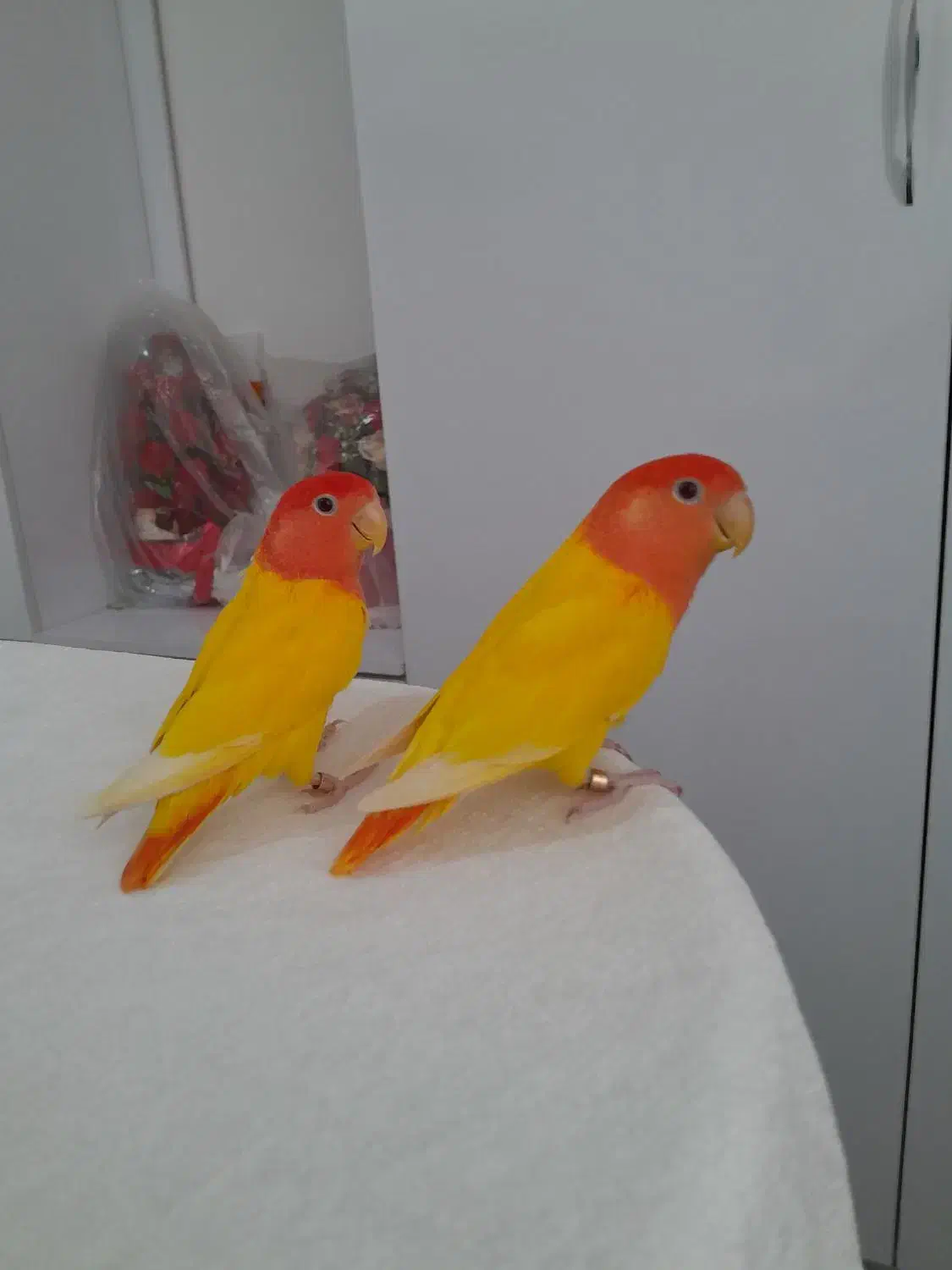 طوطی  برزیلی|پرنده|مشکین‌دشت, |دیوار