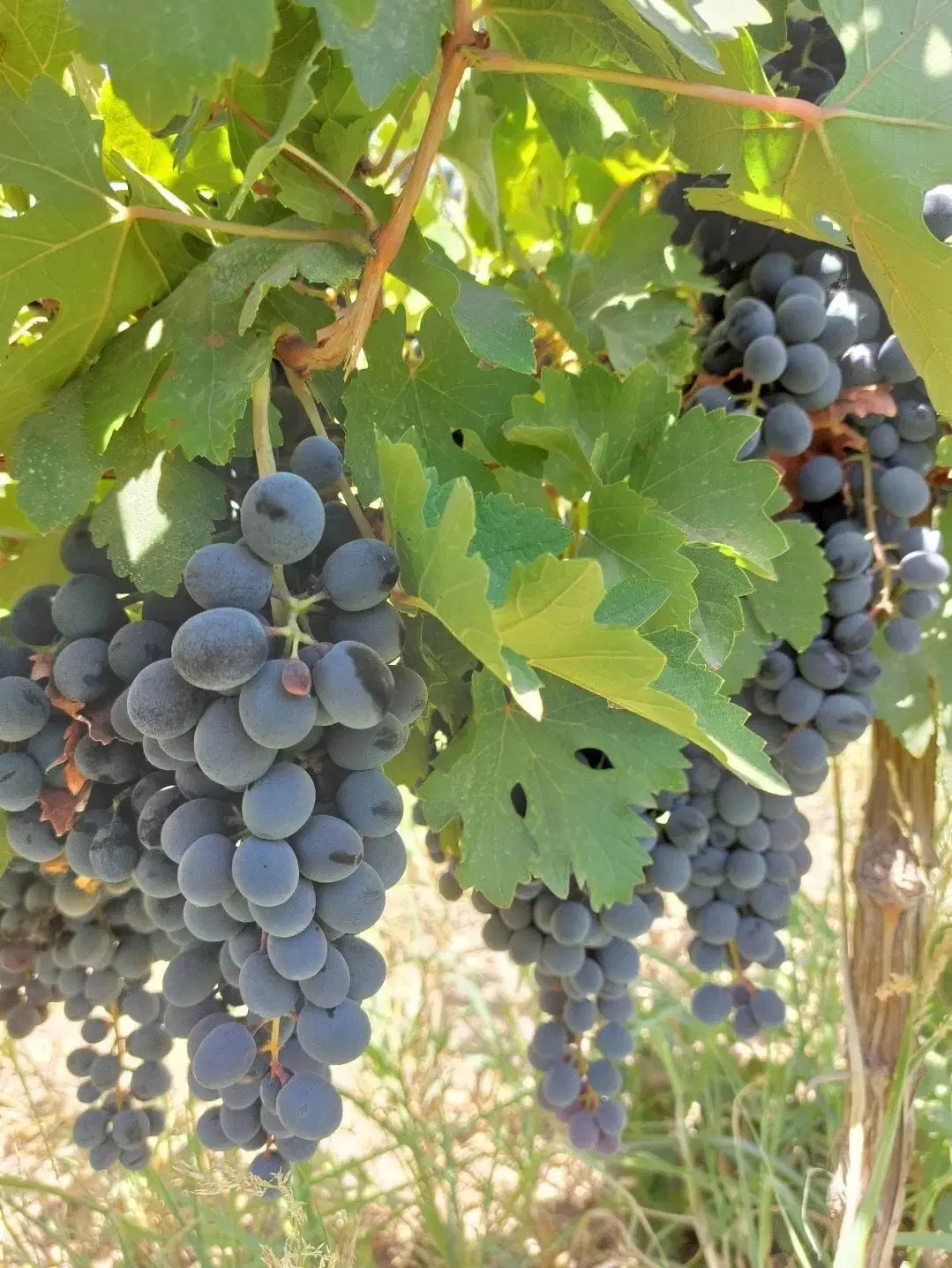 فروش باغ انگور|فروش زمین و ملک کلنگی|بزینه رود, |دیوار