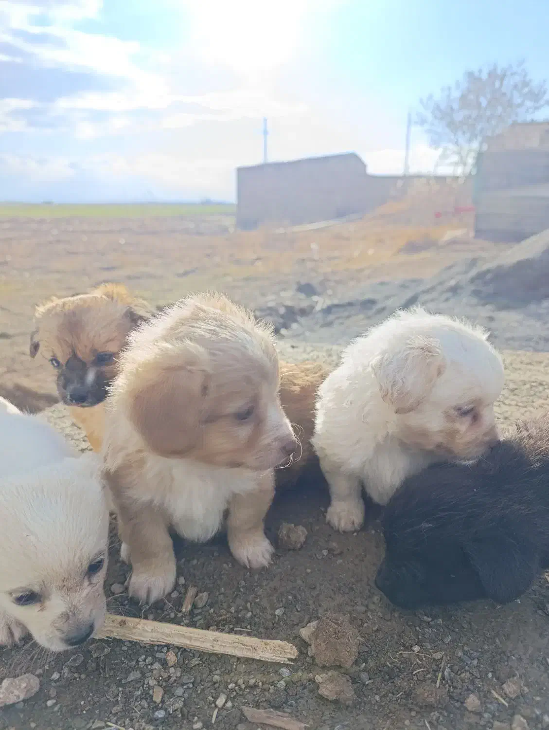 توله سگ پامر|سگ|لالجین, |دیوار