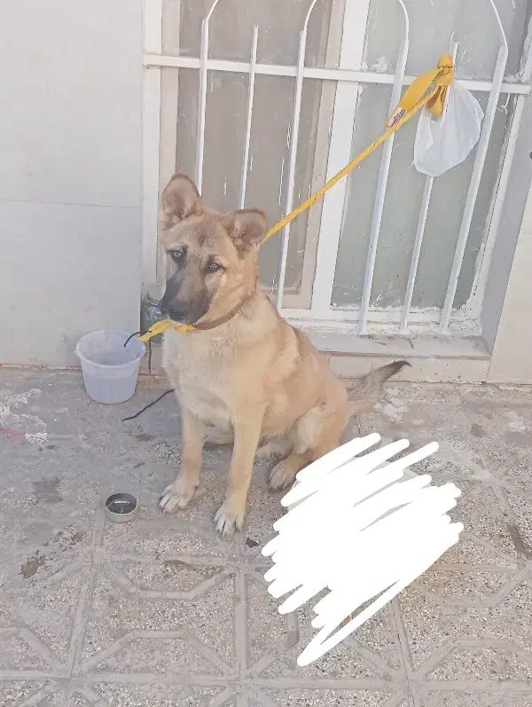 سگ گرگی|سگ|تایباد, |دیوار