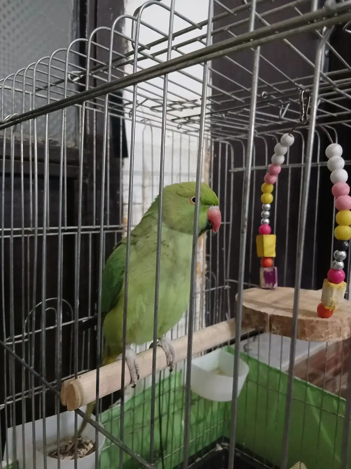 طوطی|پرنده|مشکین‌دشت, |دیوار