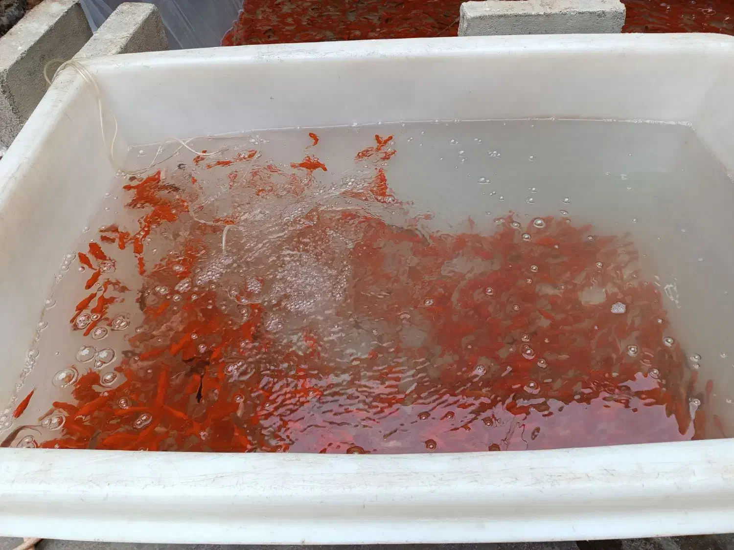 ماهی قرمز به قیمت عمده|ماهی|گنبد کاووس, |دیوار