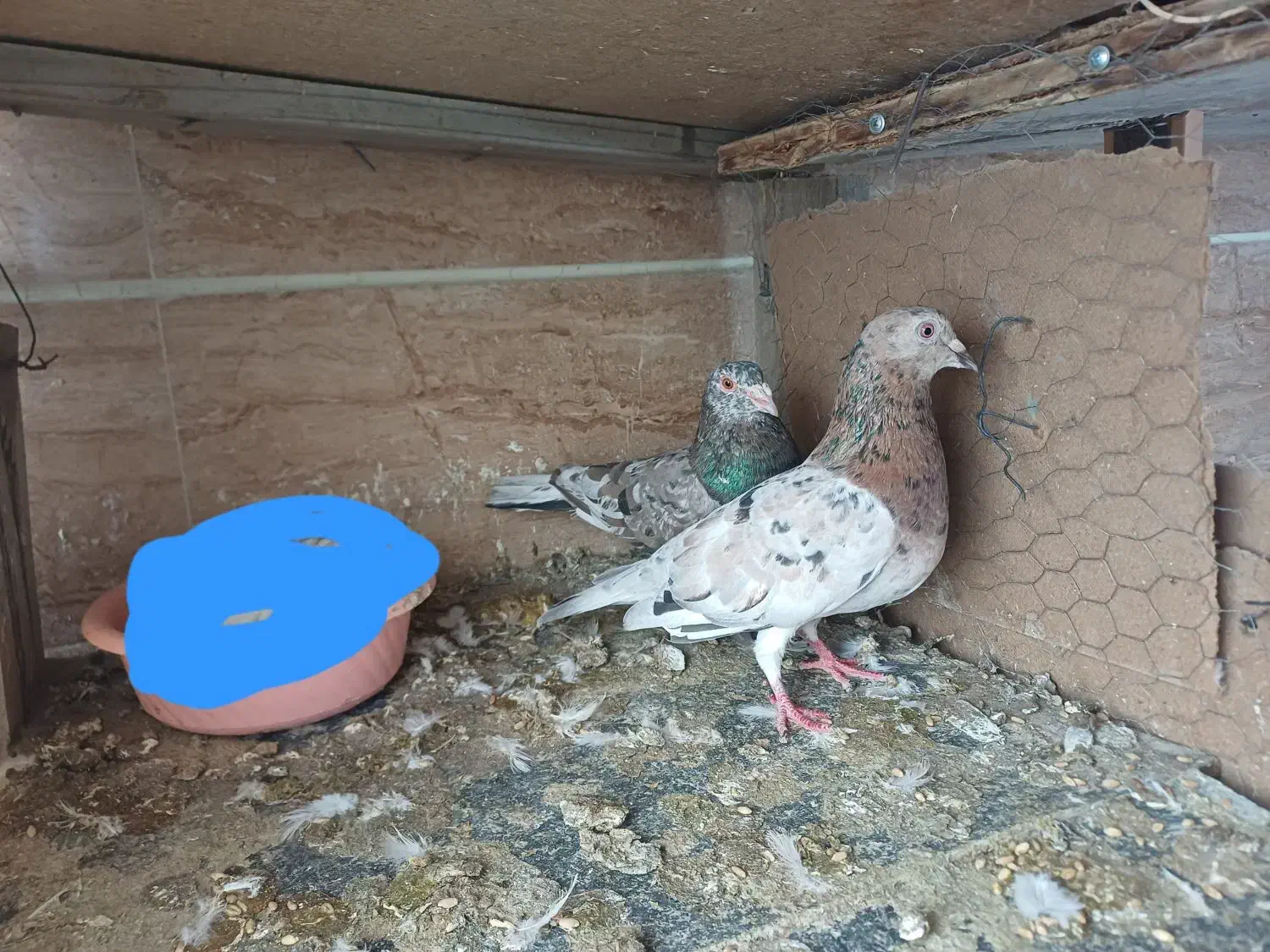 کبوتر|پرنده|محمدیه-قزوین, |دیوار