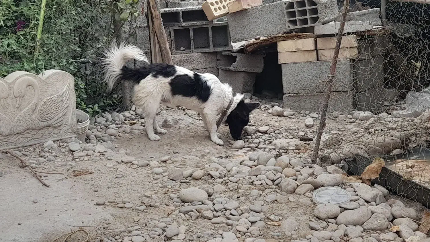 سگ پاکوتاه|سگ|کلاله, |دیوار