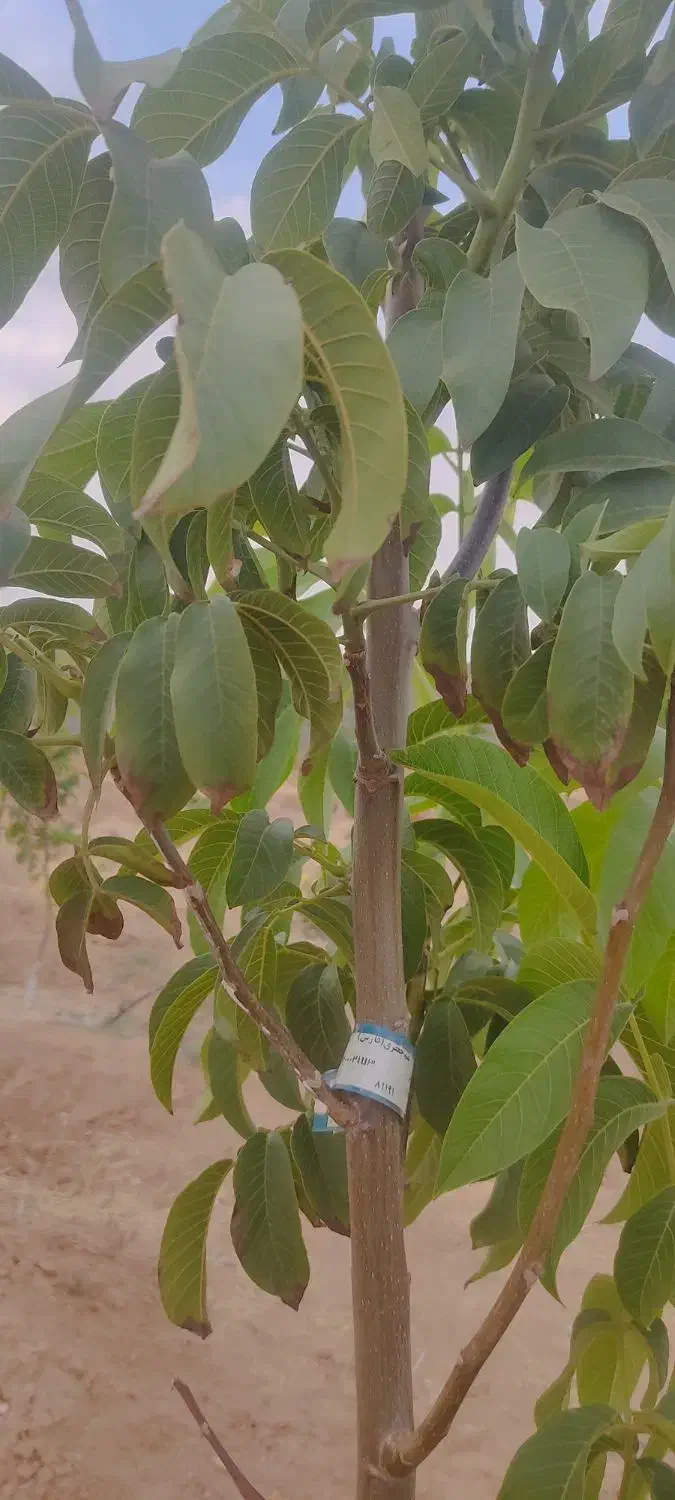 باغشهری ۱۰۰۰ متری دارای آب و برق در منطقه خانزنیان|فروش زمین و ملک کلنگی|شیراز, جانبازان|دیوار